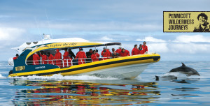 PWJ Boat with dolphin and logo